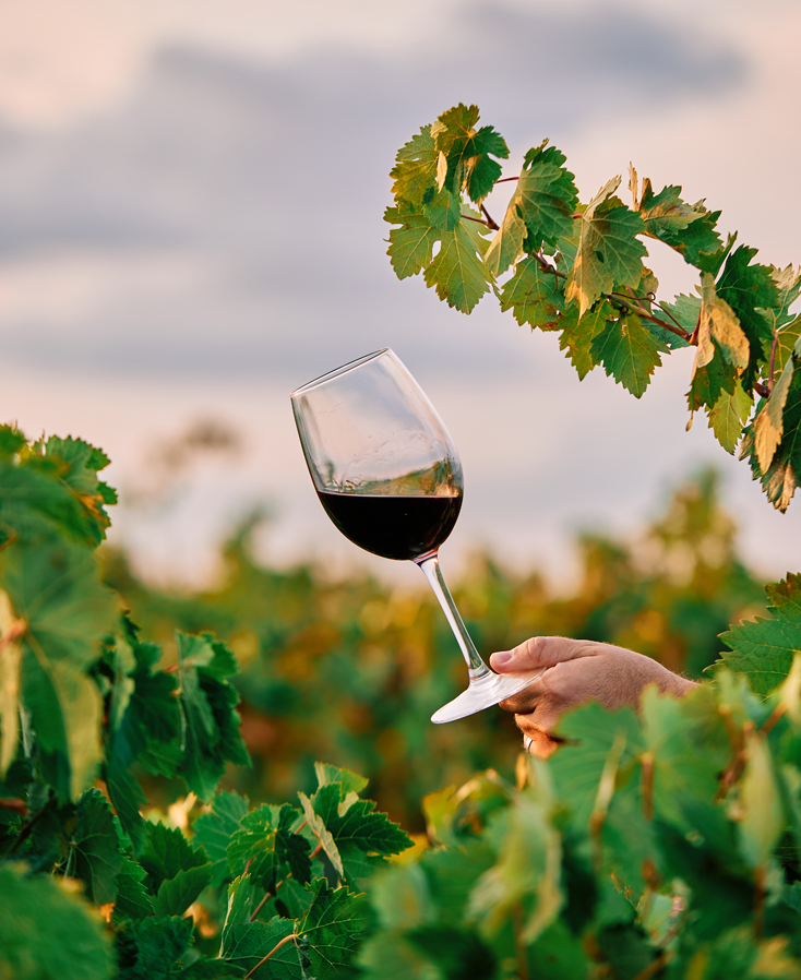 vertical shot of a person holding a glass of wine in the vineyard under the sunlight